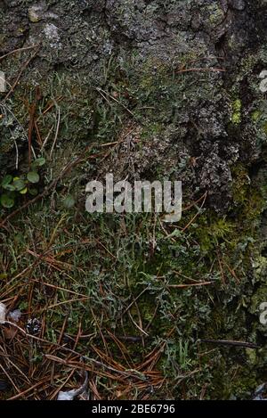 Macrofotografia. La corteccia di albero coltivato con muschio e licheni. Foto Stock