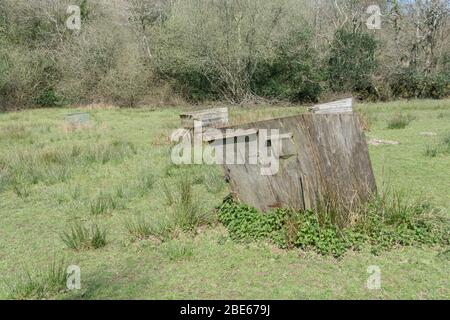 Patch di ortiche accanto a una vecchia coop di pollo crollante. I Nettles che urlano sono cotti commestibili e la pianta è stata usata nei rimedi di erbe. Foto Stock