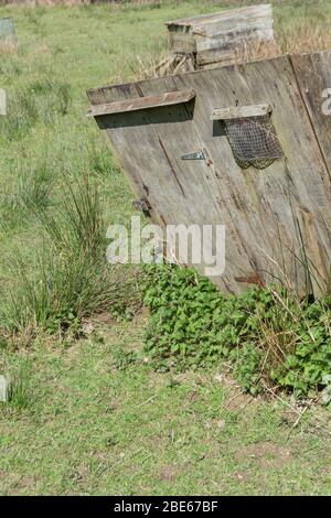 Patch di ortiche accanto a una vecchia coop di pollo crollante. I Nettles che urlano sono cotti commestibili e la pianta è stata usata nei rimedi di erbe. Foto Stock