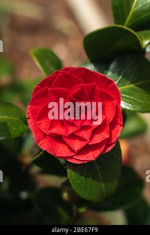 Primo piano su una Camellia giapponese rosa/rossa in piena fioritura circondata da foglie verdi Foto Stock