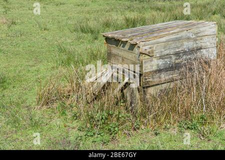 Patch di ortiche accanto a una vecchia coop di pollo crollante. I Nettles che urlano sono cotti commestibili e la pianta è stata usata nei rimedi di erbe. Foto Stock