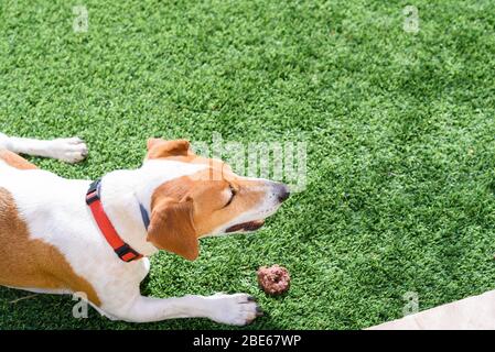 Cane sdraiato giù su erba verde tempo di primavera. Primo piano jack russel terrier, sdraiato su erba verde, giocando con la pietra. Foto Stock