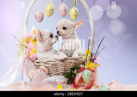 Due simpatici cuccioli Chihuahua in un cesto. Foto Stock