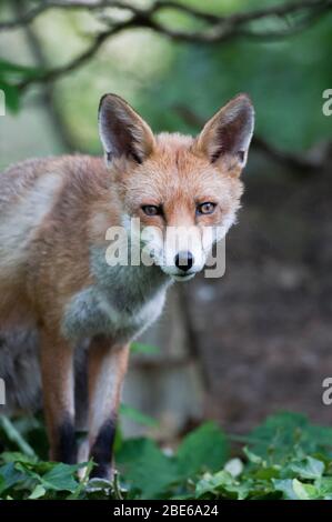 Volpe rossa, vulpes volgare, ritratto di testa e spalle, Londra, Regno Unito Foto Stock