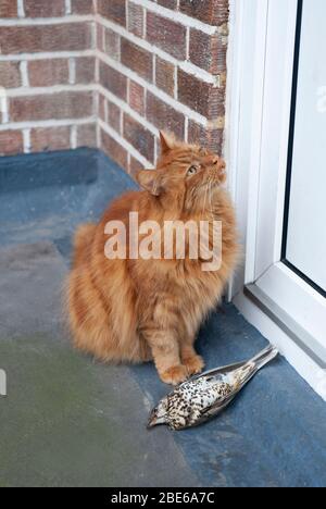 Gatto nazionale con catturato Mistle Thrush adulto, Turdus viscivorus, in attesa alla porta con preda, Londra, Regno Unito Foto Stock