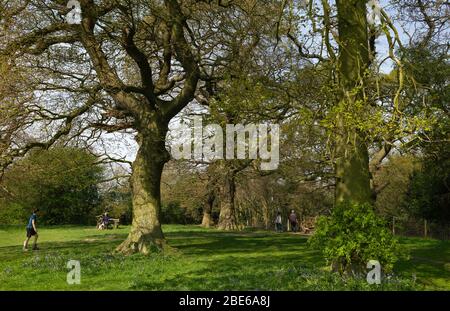 La gente gode di una passeggiata attraverso la campagna inglese con alberi e campane blu in un bosco in sorgente luminosa a Beverley, Yorkshire, Regno Unito. Foto Stock