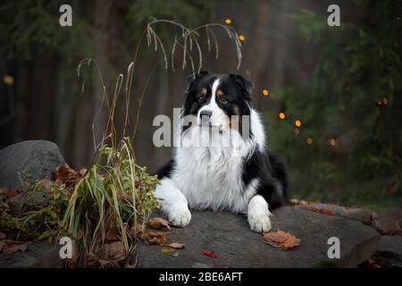 Collie di bordo dall'acqua. Ritratti belli. Foto Stock