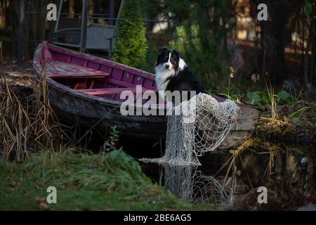 Collie di bordo dall'acqua. Ritratti belli. Foto Stock