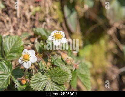 Macro primo piano di fiori di fragola selvatica / Fragaria vesca al sole primaverile. Un vero hedgerow / campagna per i foragers selvaggi cibo. Foto Stock