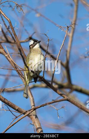 Bulbul Pycnonotus sinensis, adulto, arroccato nell'albero, mai po Marshes, Hong Kong, gennaio Foto Stock