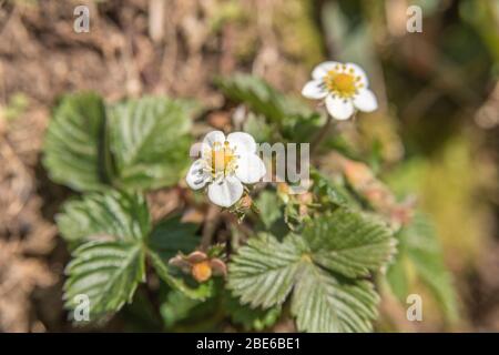 Macro primo piano di fiori di fragola selvatica / Fragaria vesca al sole primaverile. Un vero hedgerow / campagna per i foragers selvaggi cibo. Foto Stock