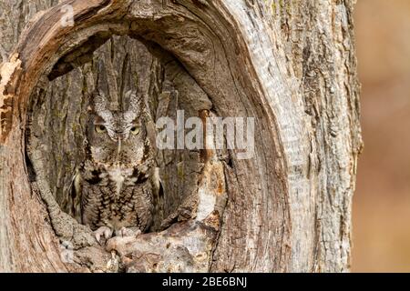 Un gufo grigio di scagliatura orientale camuffato in un tronco di albero Foto Stock