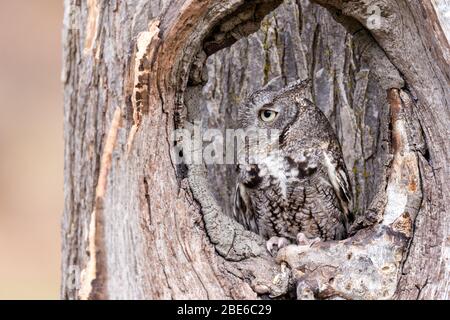 Un gufo grigio di scagliatura orientale camuffato in un tronco di albero Foto Stock