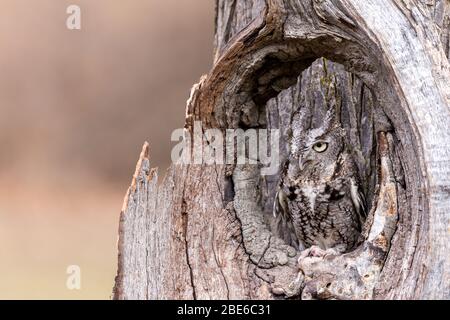 Un gufo grigio di scagliatura orientale camuffato in un tronco di albero Foto Stock