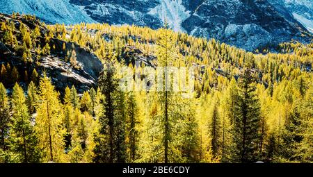 Valmalenco (IT) - antenna autunnale panoramica dall'Alpe Prabello Foto Stock