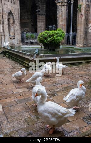 Le oche nel chiostro della Cattedrale di Barcellona. Foto Stock