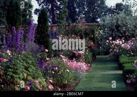 Percorso d'erba tra i bordi perenni rosa e blu con peonie, delfinio e pinne. Foto Stock