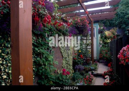 Ritorno laterale della casa cittadina con fucsia rossa e lobela blu in cesti appesi su pergola sopra muro con edera variegata Foto Stock