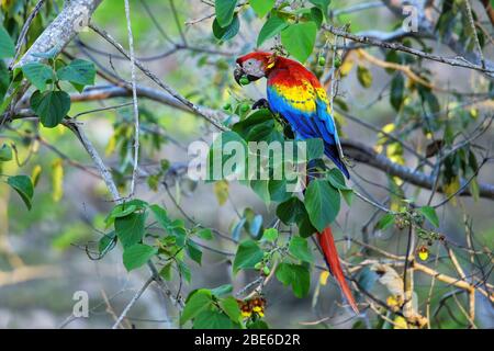 Macaw scarlatto (Ara macao) mangiare frutta in un albero, Costa Rica Foto Stock