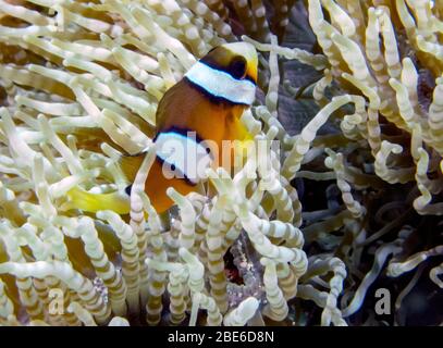 Un Clark (Anemonefish Amphiprion clarkii) Foto Stock