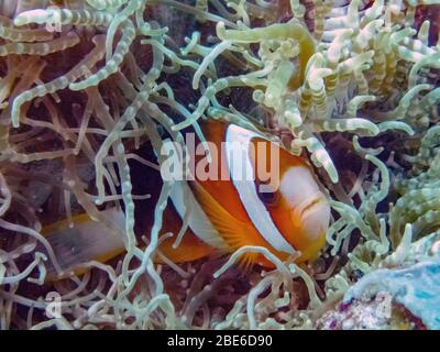 Un Clark (Anemonefish Amphiprion clarkii) Foto Stock