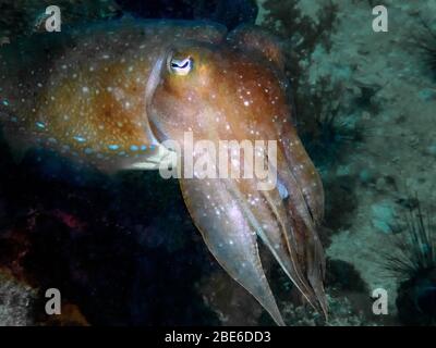 Una seppia faraone (Sepiia pharaonis) Foto Stock