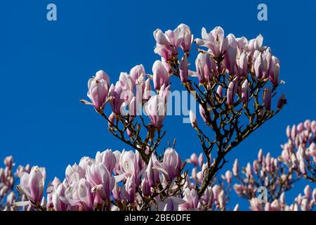 Particolare di un albero di magnolia alla luce del sole con fiori porpora-bianchi che stanno per aprirsi