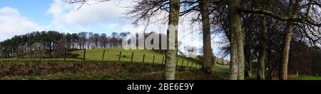 Alberi di bosco e bordo di Wilton Lodge Park, hawick, Scottish Borders Foto Stock