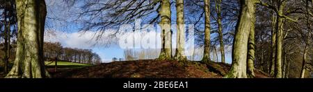 Alberi di bosco e bordo di Wilton Lodge Park, hawick, Scottish Borders Foto Stock