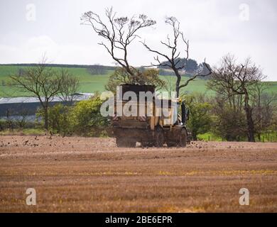 Spargimento di concime su campi di coltura agricoli in primavera, Lothian orientale, Scozia, Regno Unito Foto Stock