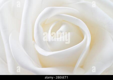 forme ondulate a forma di fiore bianco Foto Stock