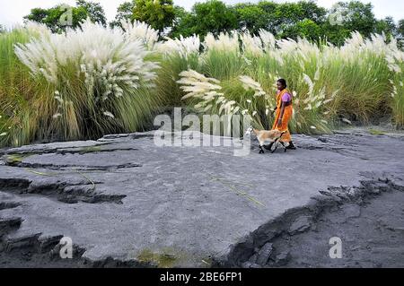 kash fiore immagine rurale del bengala occidentale india Foto Stock