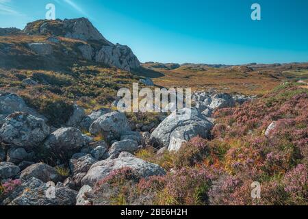 Fiorire i fiori di erica sulle rocce durante il sole autunnale giorno nelle Highlands del Nord Ovest della Scozia Foto Stock