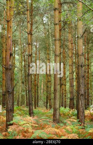 Vista autunnale di una piantagione di boschi, con bracken sul pavimento del bosco, in Shropshire, Regno Unito Foto Stock