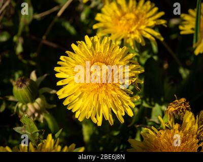 Macro scatto di giallo sow-thistle in giorno di sole. Messa a fuoco selettiva. Foto Stock