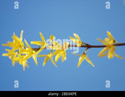 Forsitia ramo fiorente giallo in primavera Foto Stock