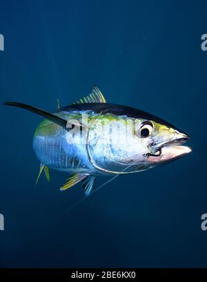 Tonno yellowfin sulla linea nuoto subacqueo nell'Oceano Atlantico al largo della costa della Florida Foto Stock