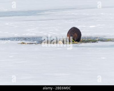 Quebec, Canada. Un castoro che mangia la vegetazione in primavera Foto Stock