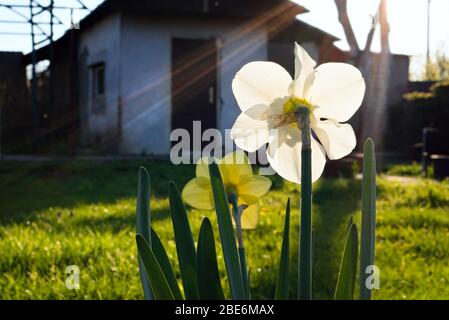 Narcisi che crescono in giardino allotment, vista posteriore, fiori evidenziati al sole, piccola casa sfocata in background Foto Stock