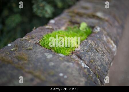 Patch di erba che cresce in un muro di pietra Foto Stock