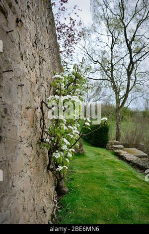 Addestrato albero dell'orso North Yorkshire Country Garden Inghilterra Regno Unito Foto Stock