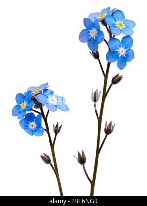 Singolo gambo fiorito del legno non mi dimentichi, Myosotis sylvatica, su uno sfondo bianco Foto Stock