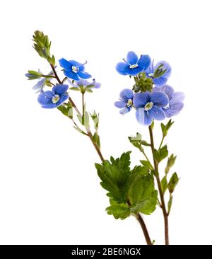 Gambo e piccoli fiori blu del girasole Regno Unito strisciante, germander speedwell, Veronica chamaedrys, su uno sfondo bianco Foto Stock