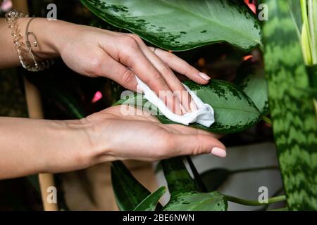 Donne giardiniere mani spazzare la polvere da foglie di piante domestiche, prendendo cura di dieffenbachia pianta, primo piano. Giardinaggio domestico. Foto Stock