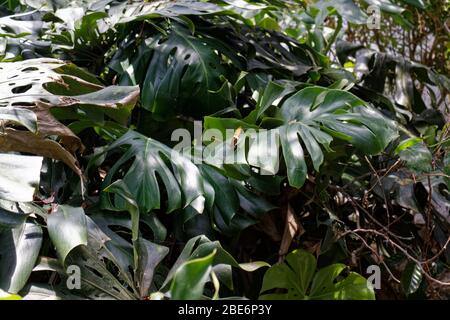 Monstrera deliziosa (nomi comuni: Ceriman, formaggio svizzero, Monstrera, frutti di bosco messicani, delizioso mostro e erroneamente, filodendro a foglia divisa) Foto Stock