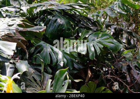 Monstrera deliziosa (nomi comuni: Ceriman, formaggio svizzero, Monstrera, frutti di bosco messicani, delizioso mostro e erroneamente, filodendro a foglia divisa) Foto Stock
