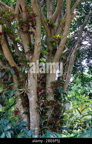 Orchidee su albero in Colombia Foto Stock