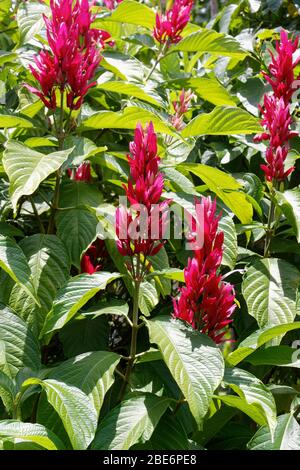 Megaskepasma eritrochlamys brasiliano rosso-mantello Foto Stock