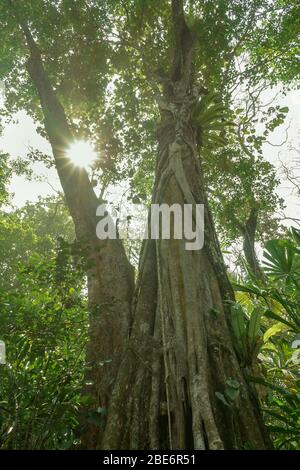 Grande albero alto con una luce del sole che si rompe attraverso in lussureggiante vecchia foresta molte scimmie sopra a Banten, Java, Indonesia. Bello per il campeggio Foto Stock