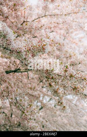 Ritratto di alberi in fiore di ciliegio (genere Prunus) durante la stagione Sakura all'inizio della primavera. Copenaghen, Danimarca Foto Stock